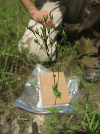 Claspingleaf St. Johnswort