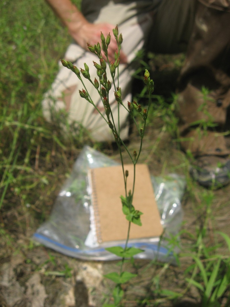 Claspingleaf St. Johnswort