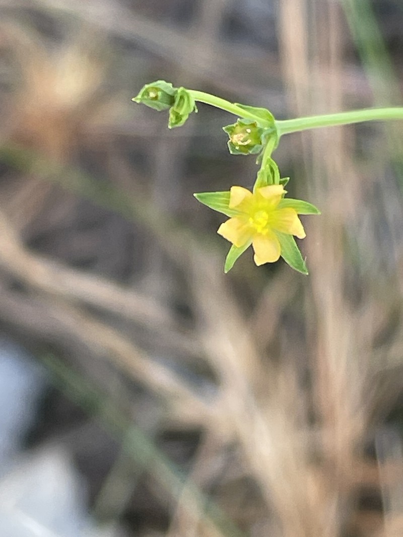 Claspingleaf St. Johnswort photo 2