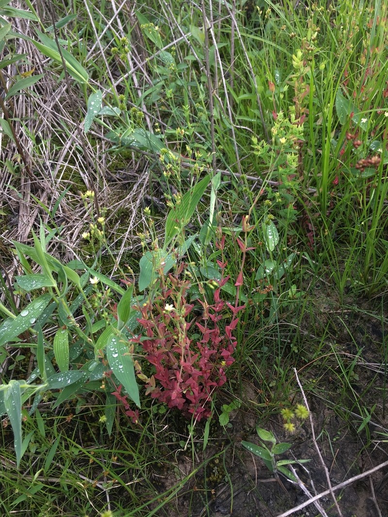 Claspingleaf St. Johnswort photo 3