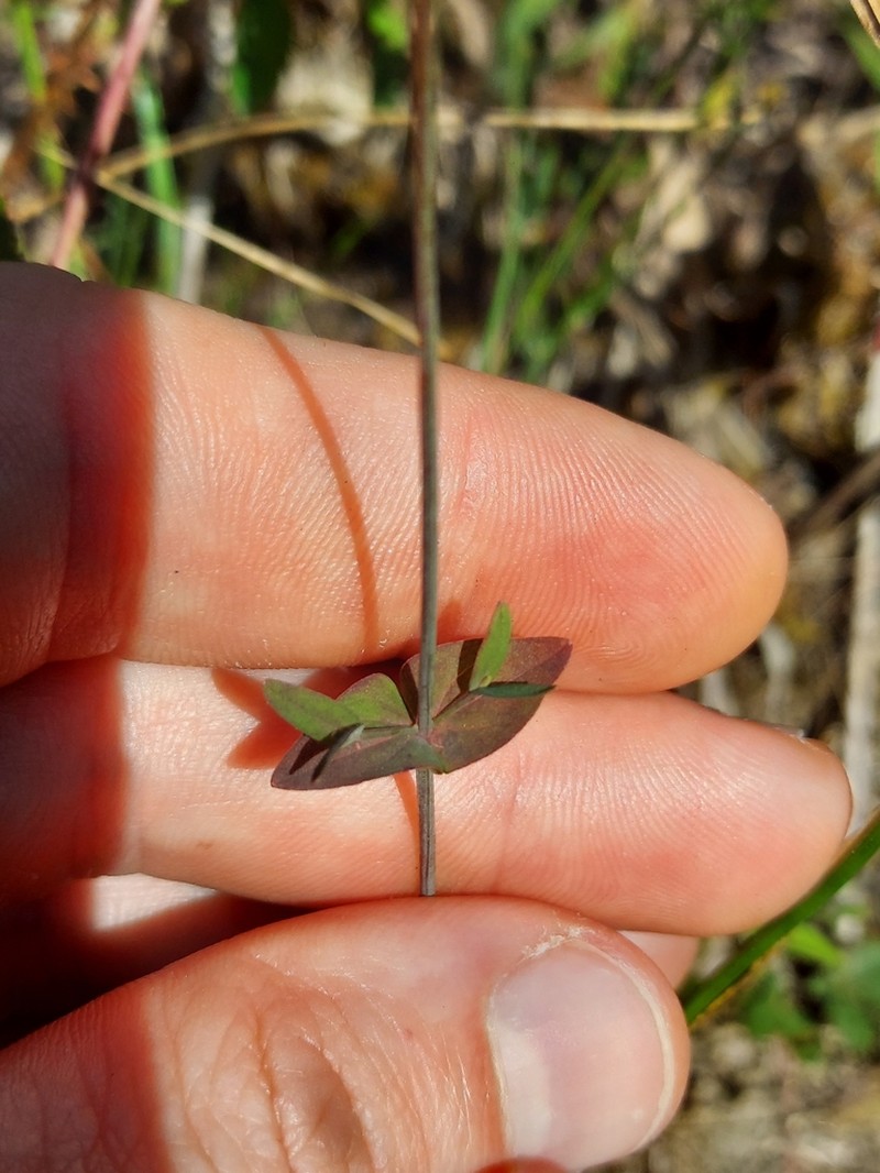Claspingleaf St. Johnswort photo 4