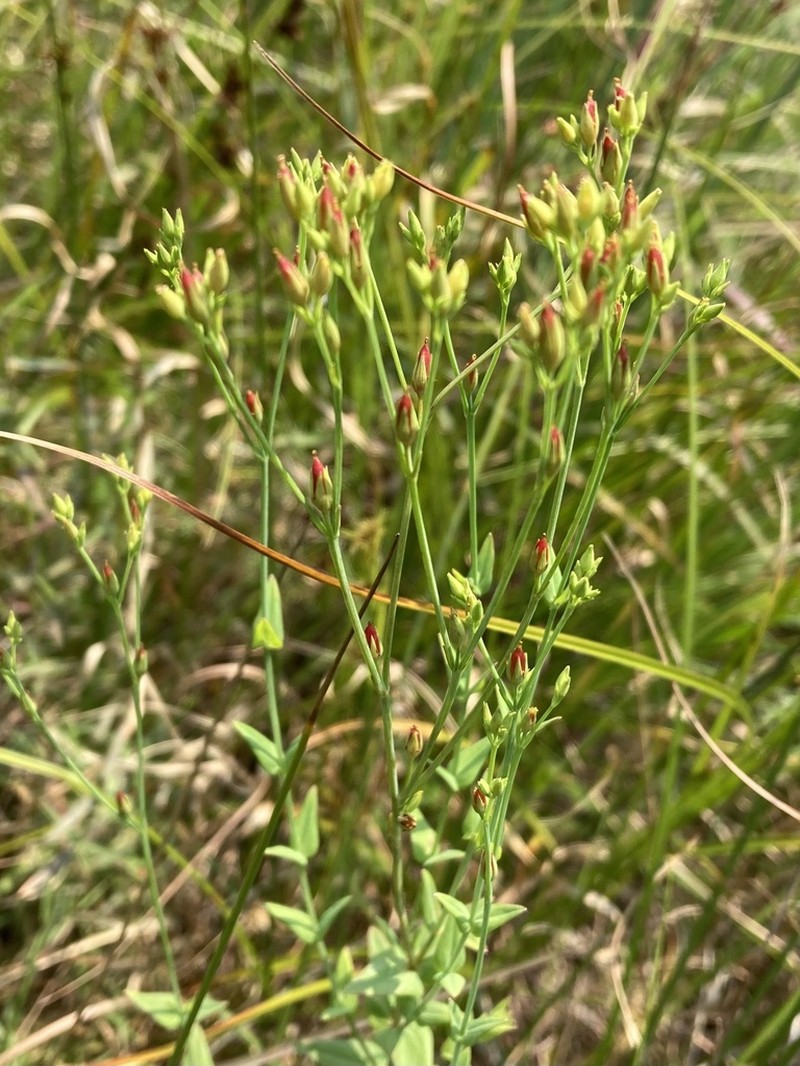 Claspingleaf St. Johnswort photo 5