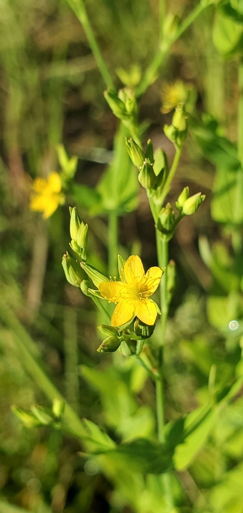 Claspingleaf St. Johnswort photo 6
