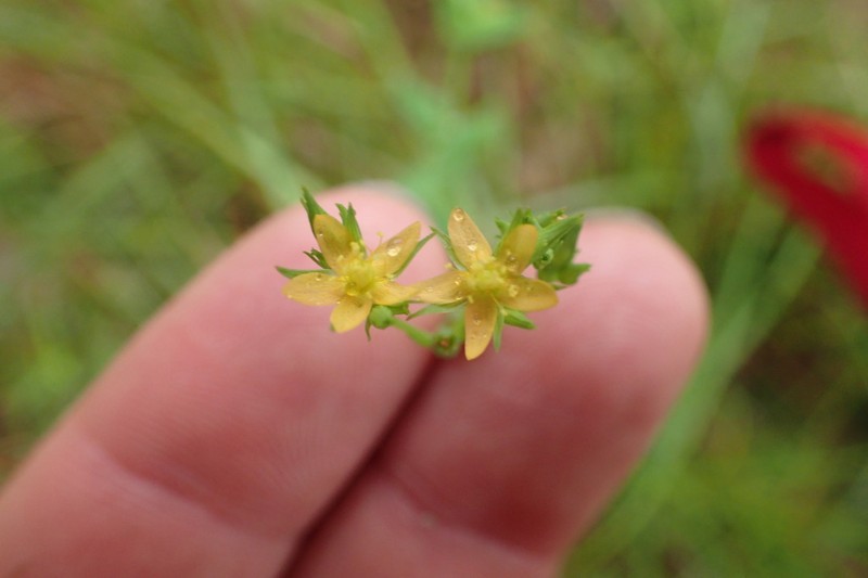 Claspingleaf St. Johnswort photo 7