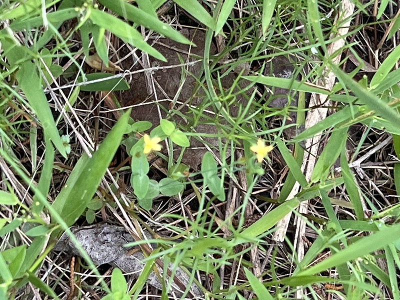 Claspingleaf St. Johnswort photo 8
