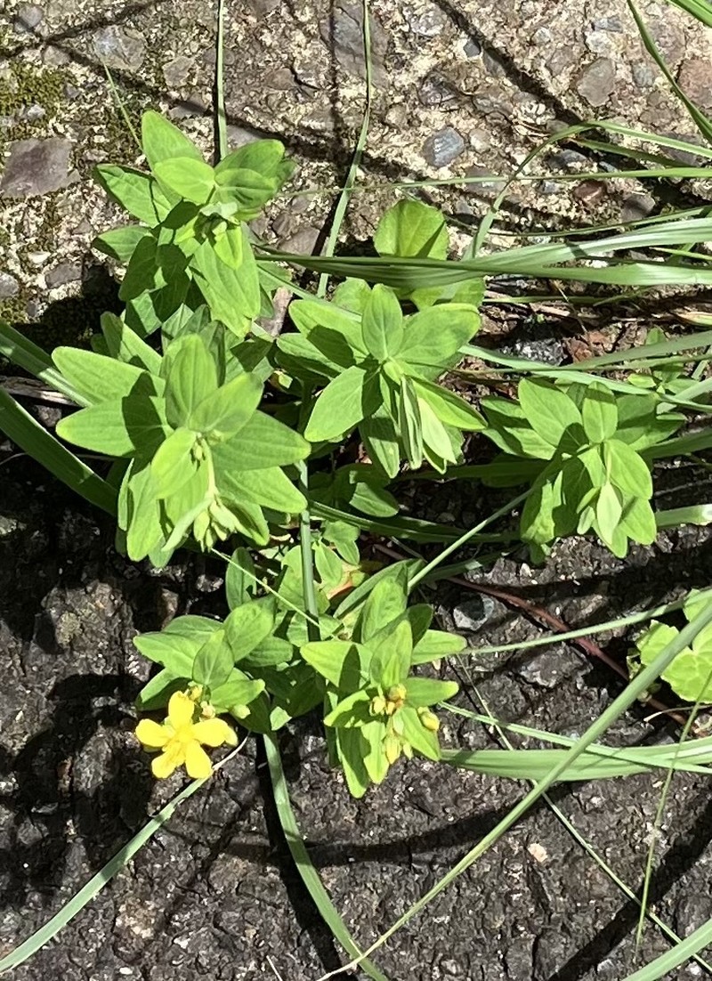 Hypericum hachijyoense photo 2