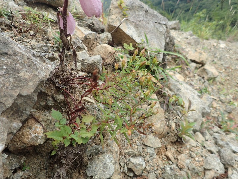 Hypericum hakonense