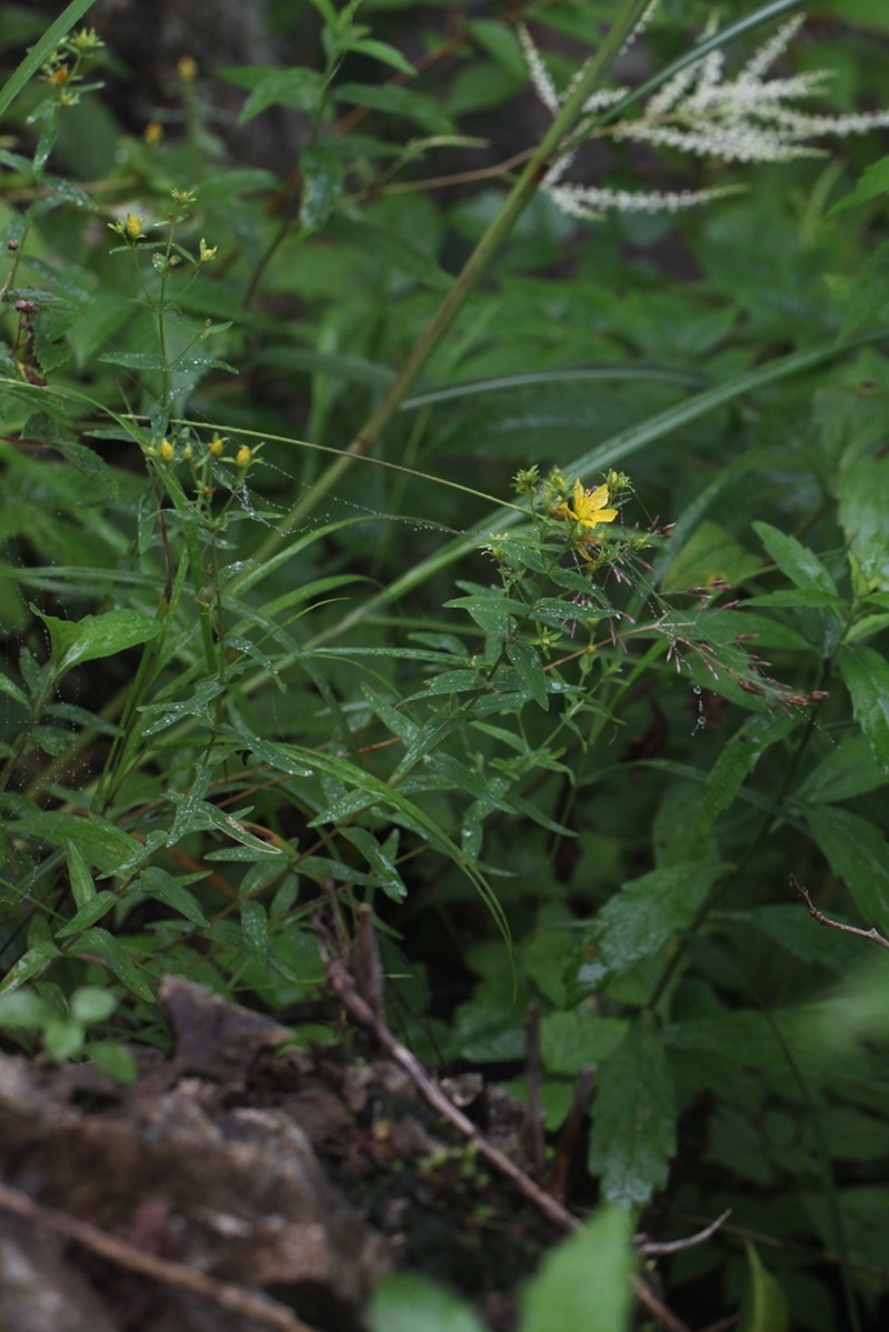 Hypericum hakonense photo 2