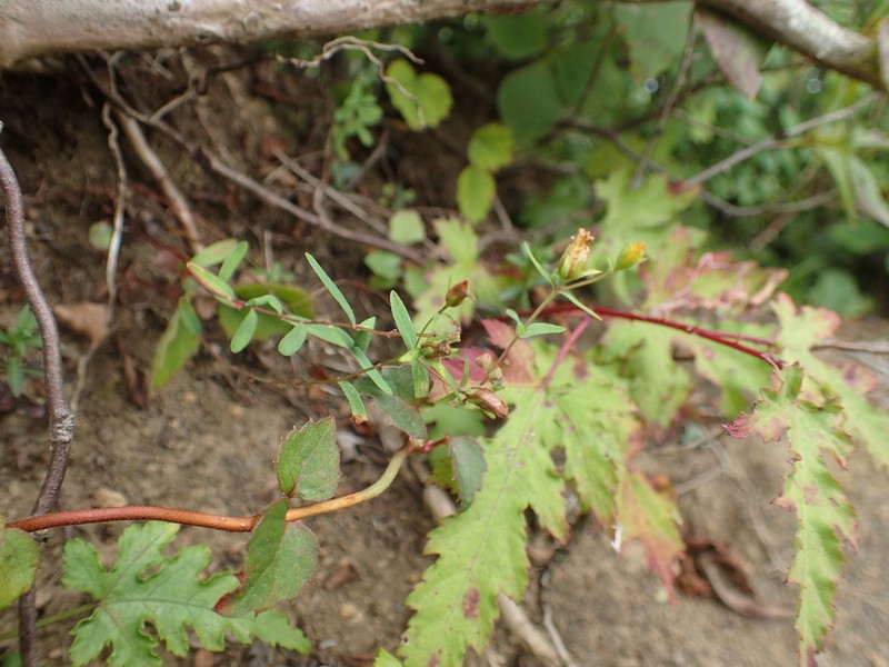 Hypericum hakonense photo 3