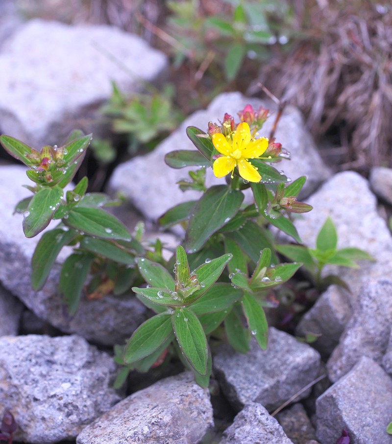 Hypericum hakonense photo 4
