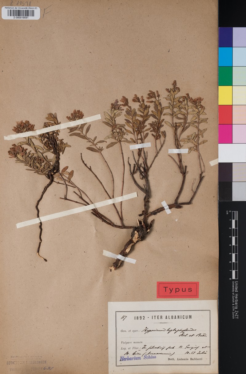 Hypericum haplophylloides