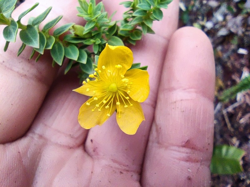 Hypericum harlingii