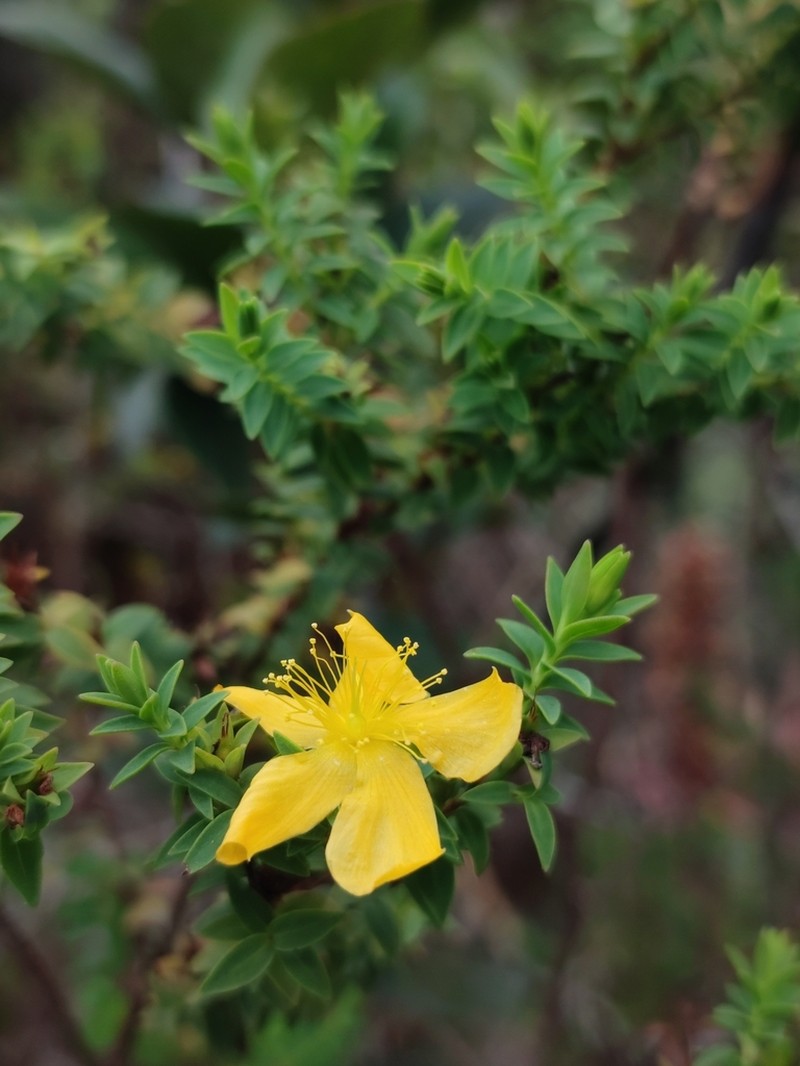 Hypericum harlingii photo 2