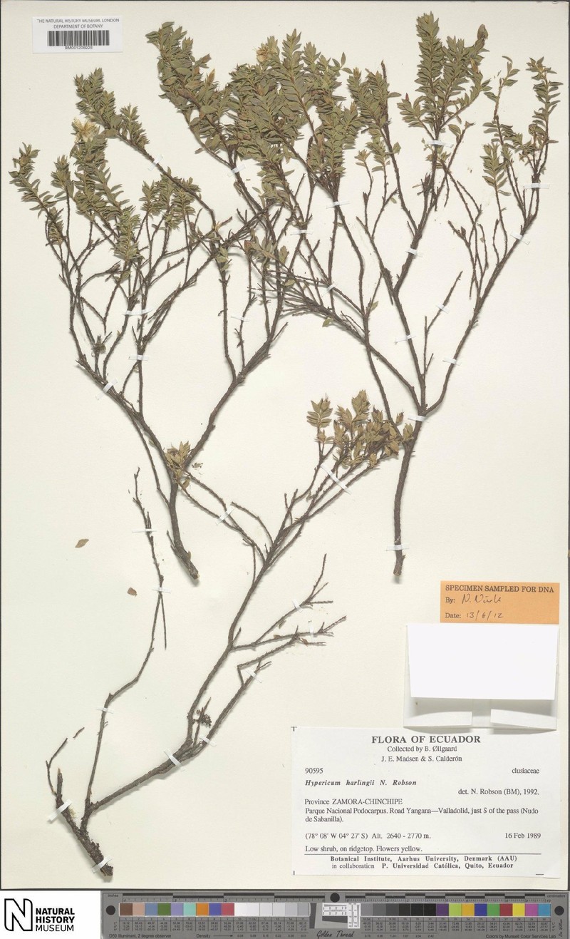 Hypericum harlingii photo 3