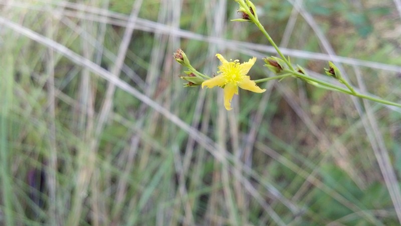 Sharplobe St. Johnswort