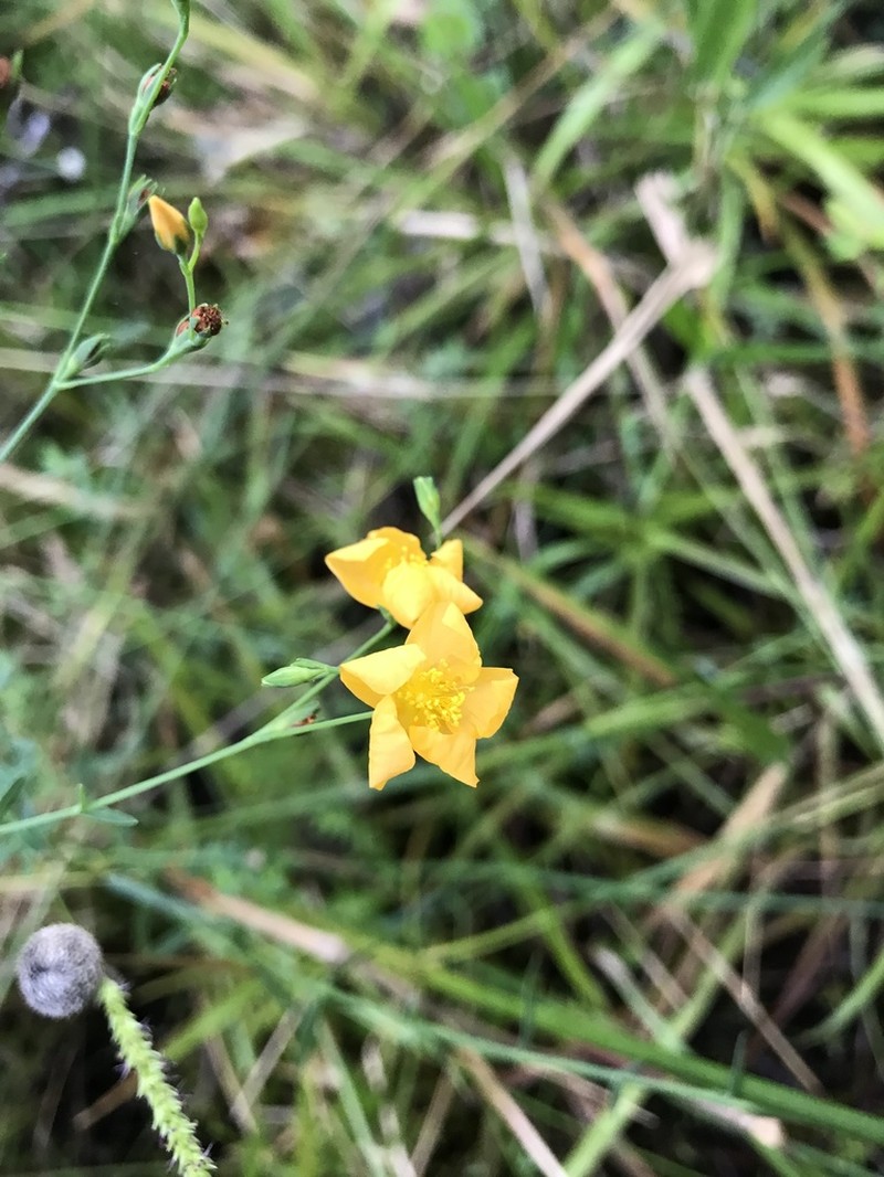 Sharplobe St. Johnswort photo 2