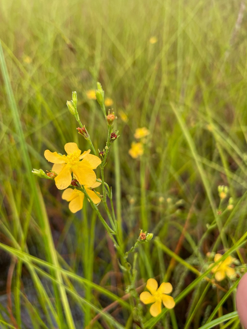 Sharplobe St. Johnswort photo 3