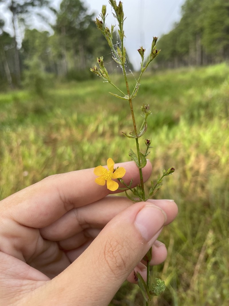 Sharplobe St. Johnswort photo 4