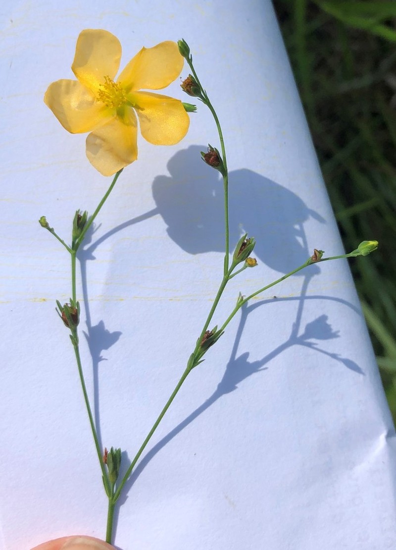 Sharplobe St. Johnswort photo 5