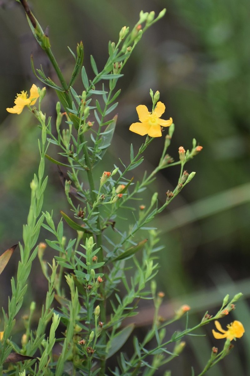 Sharplobe St. Johnswort photo 6