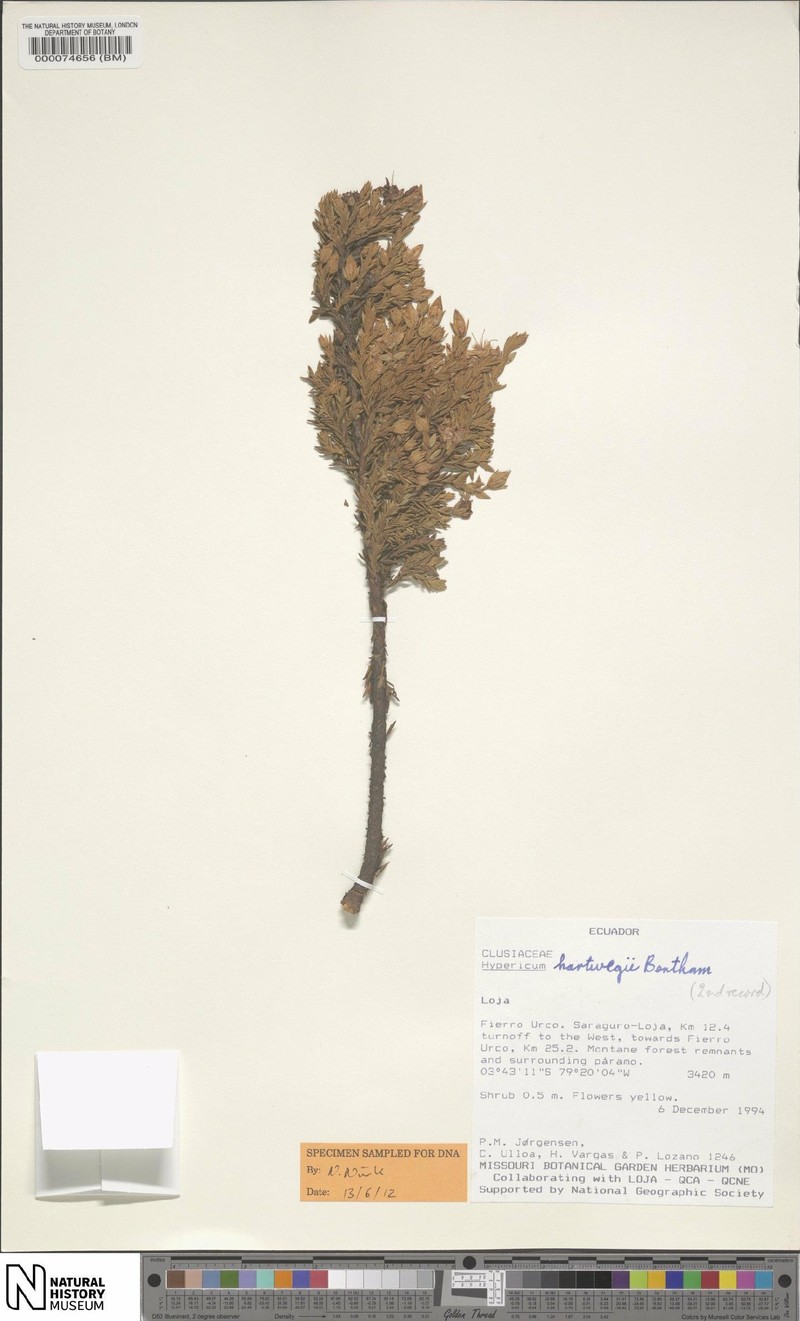 Hypericum hartwegii