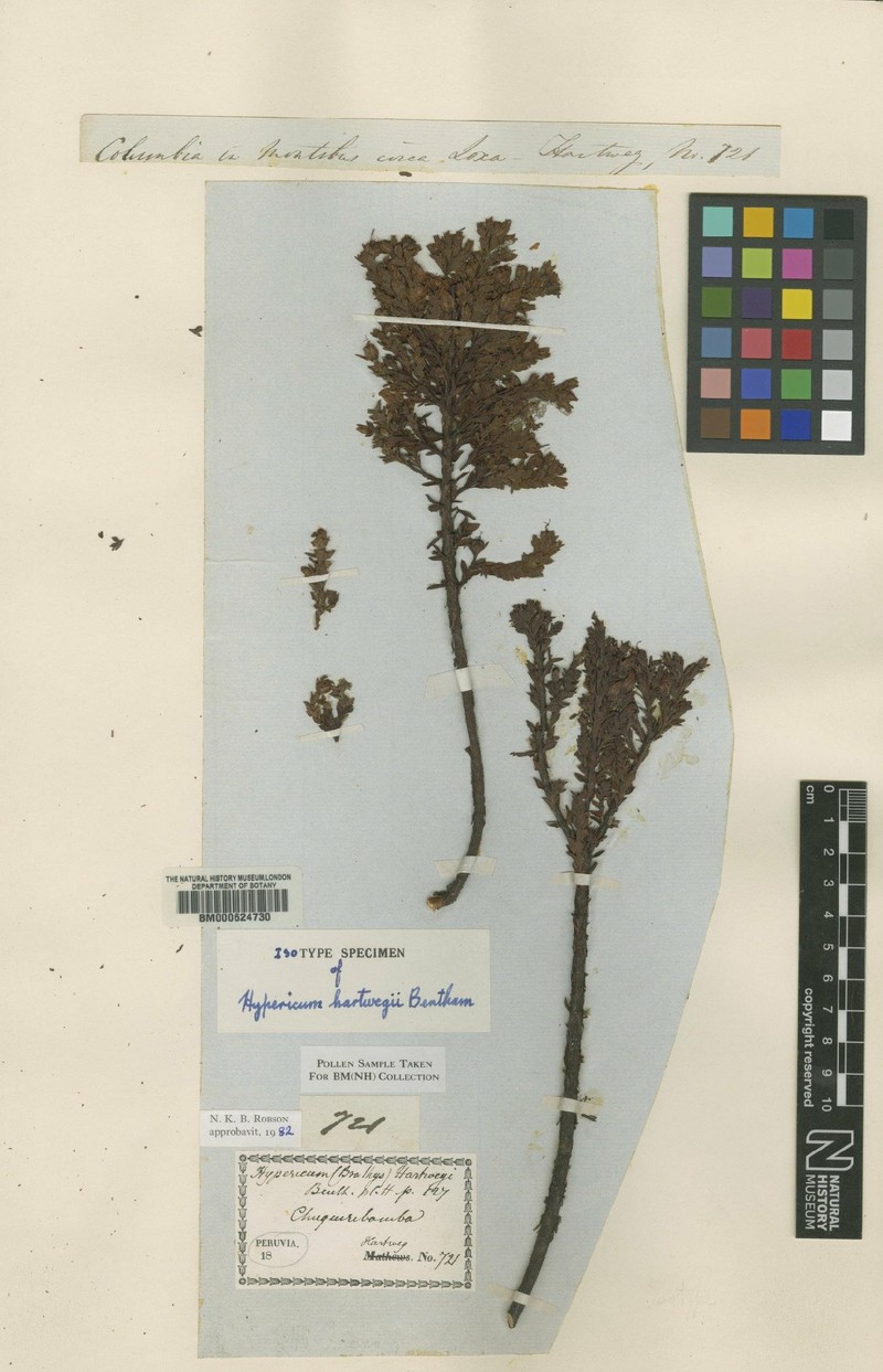 Hypericum hartwegii photo 2