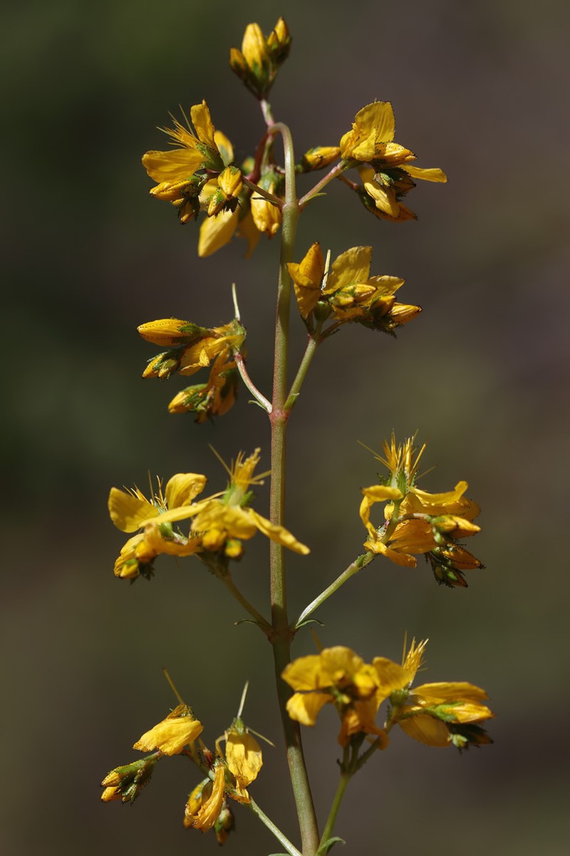 Hypericum helianthemoides
