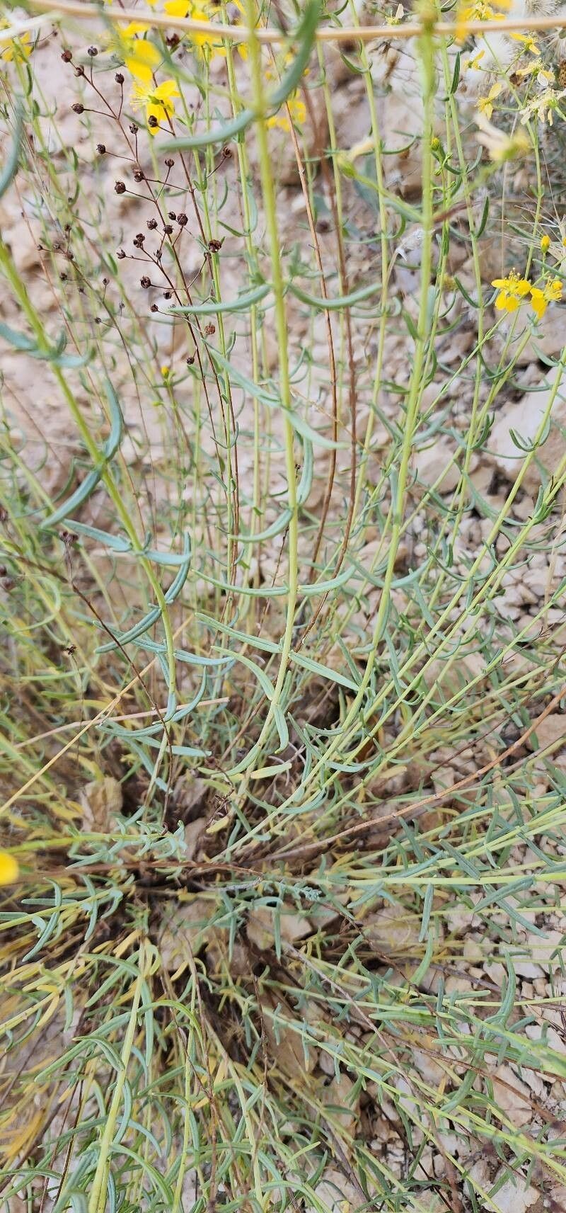 Hypericum helianthemoides photo 2