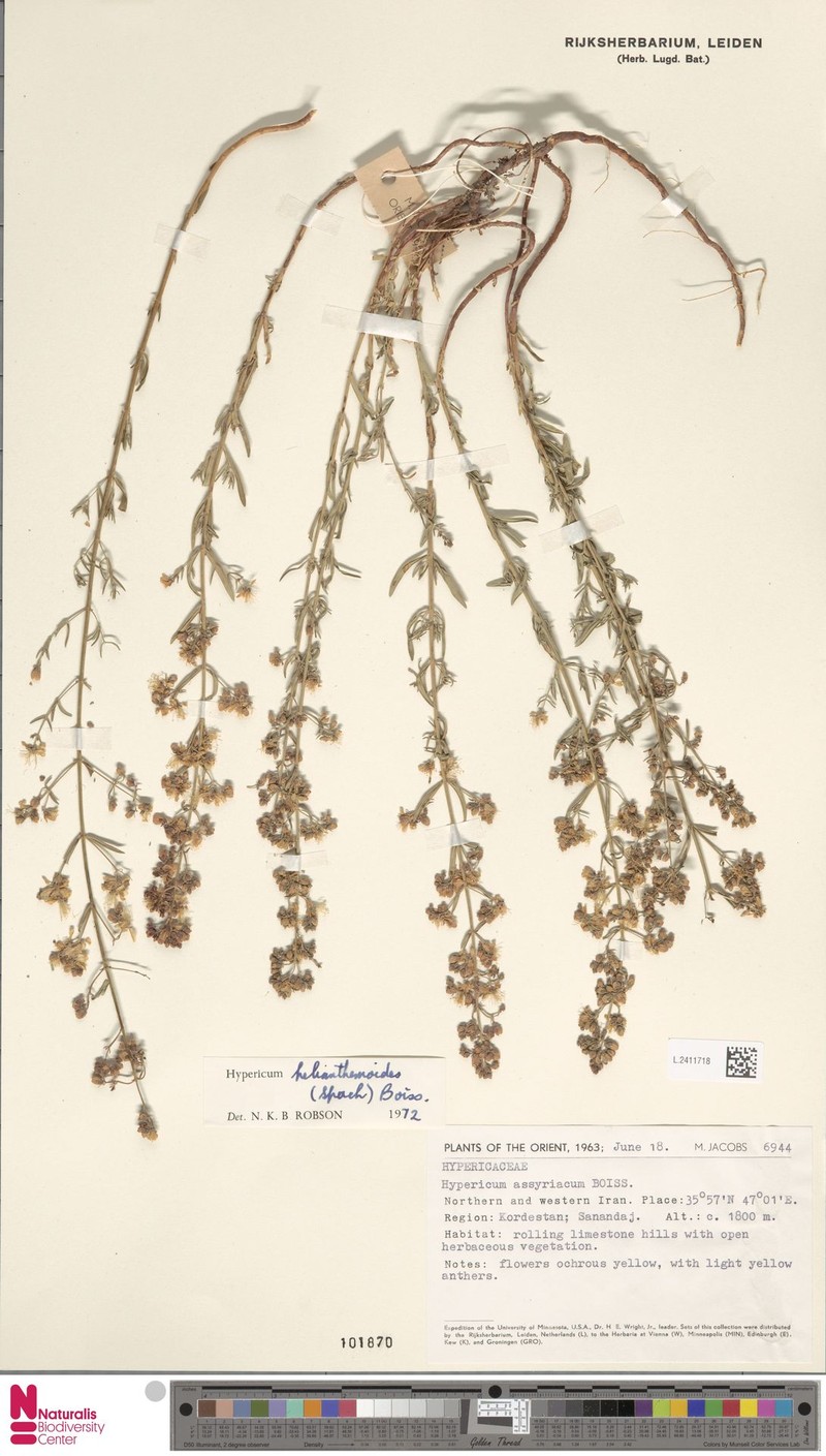 Hypericum helianthemoides photo 3