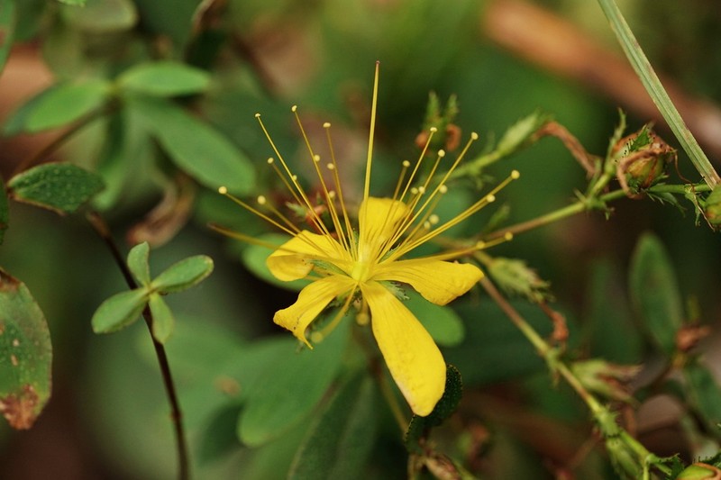 Hypericum hengshanense