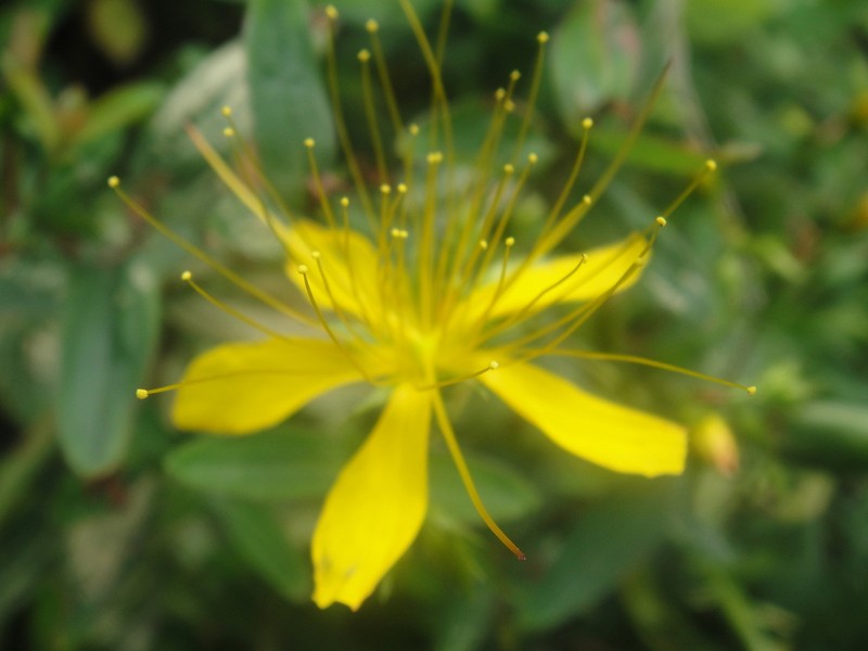 Hypericum hengshanense photo 2