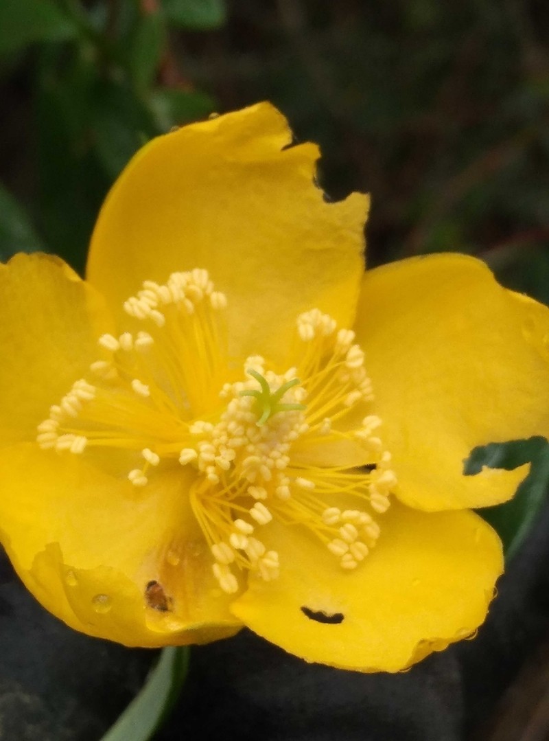 Hypericum henryi