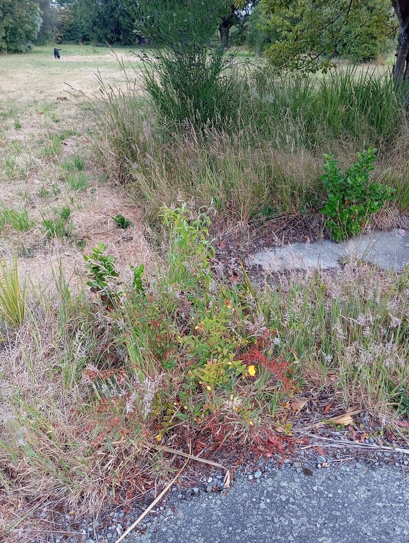 Hypericum henryi photo 2