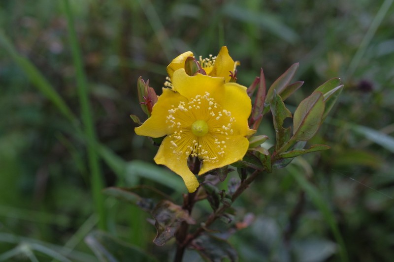 Hypericum henryi photo 3