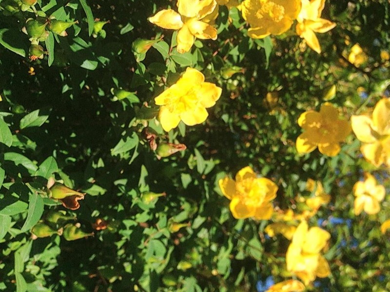 Hypericum henryi photo 4