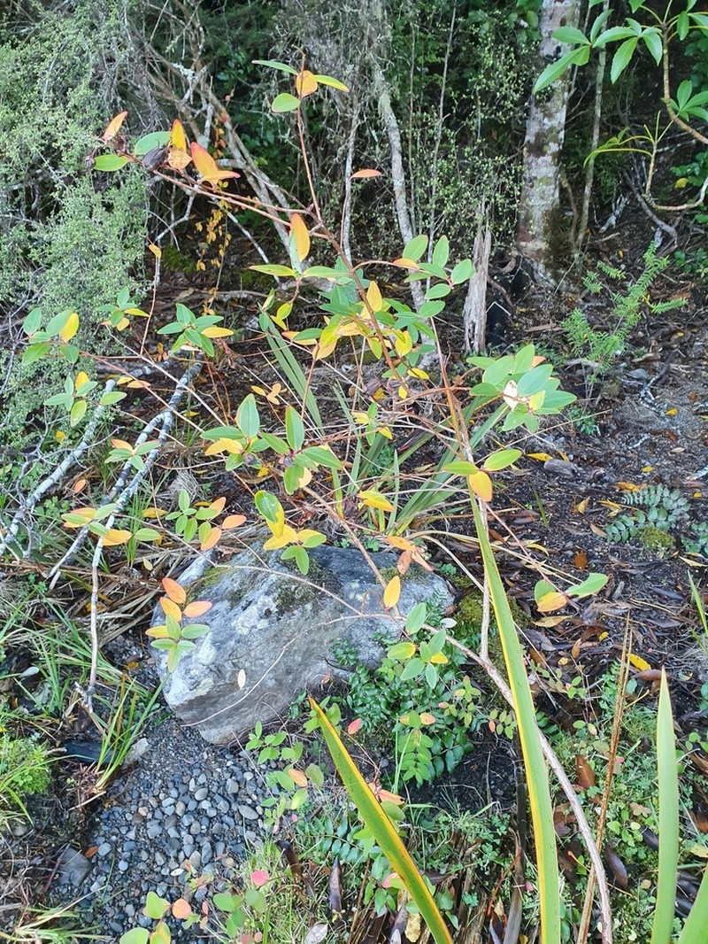 Hypericum henryi photo 5