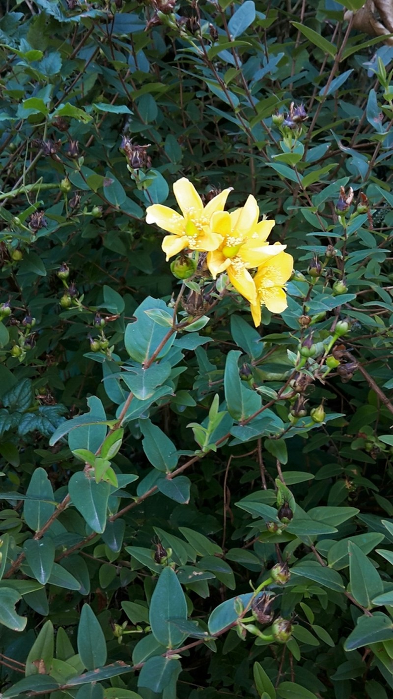 Hypericum henryi photo 6