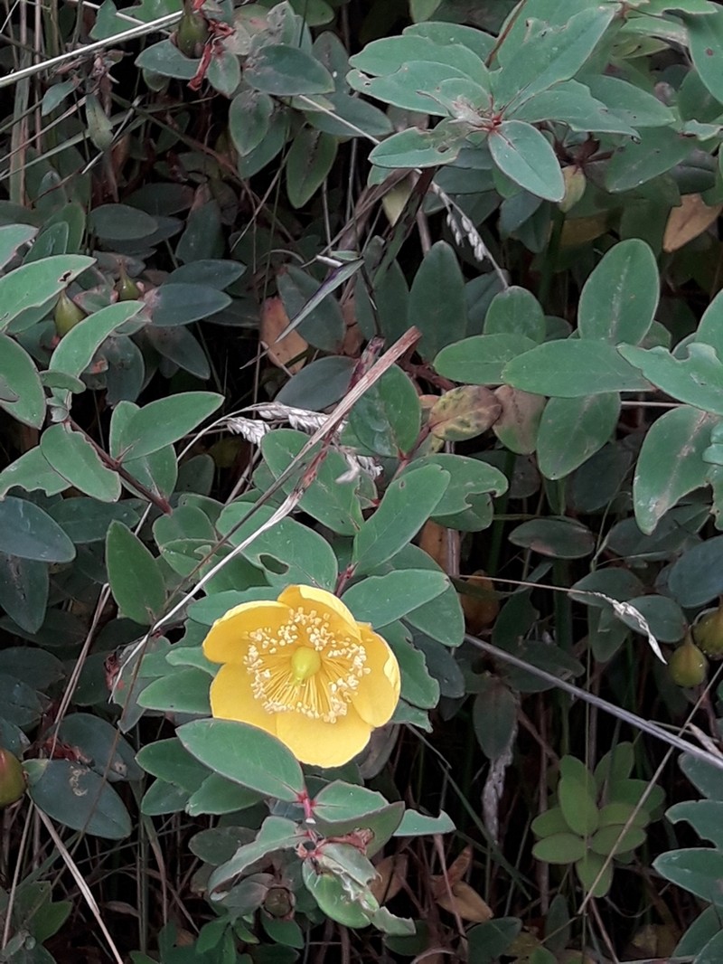 Hypericum henryi photo 7