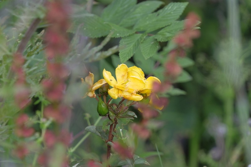 Hypericum henryi photo 8