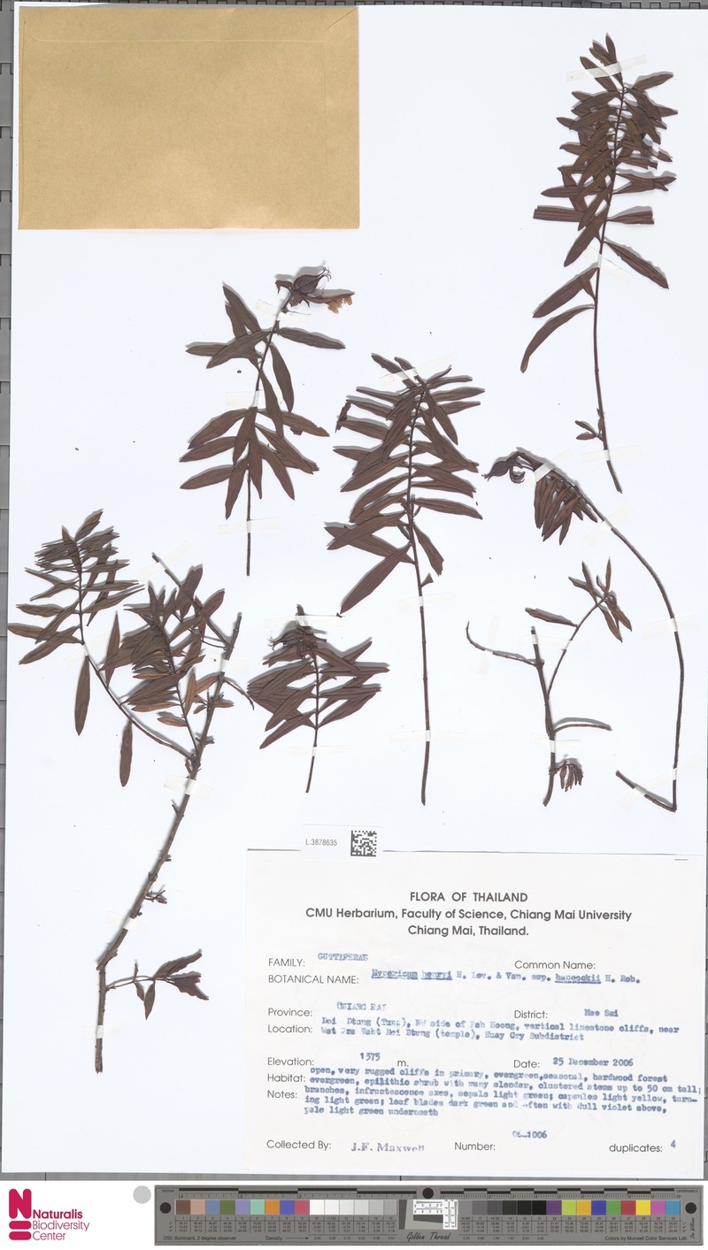 Hypericum henryi subsp. hancockii