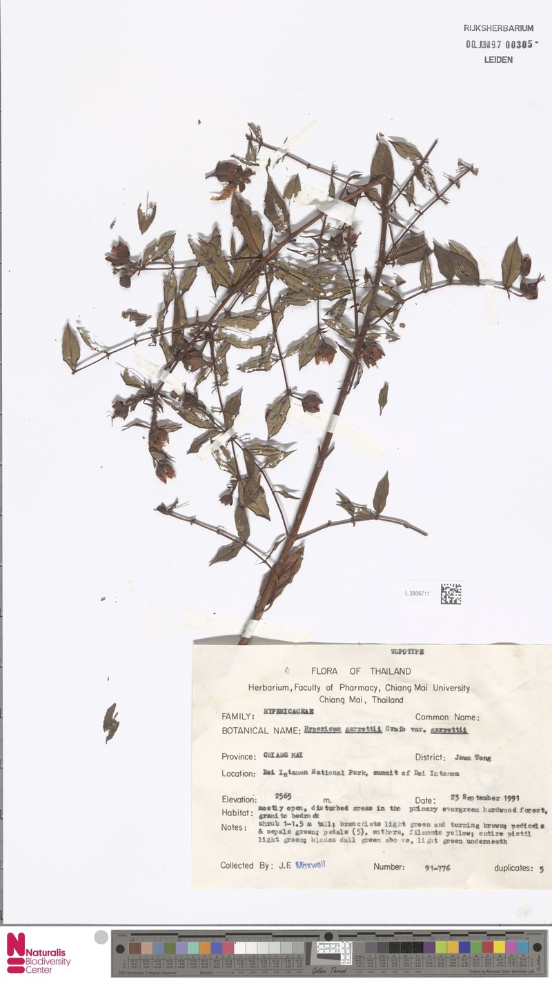 Hypericum henryi subsp. hancockii photo 2