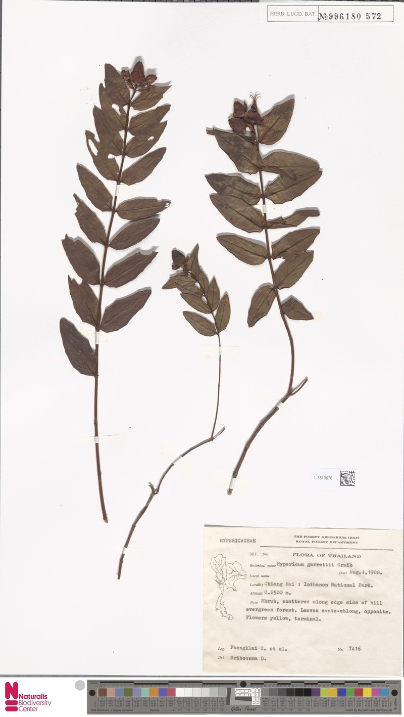 Hypericum henryi subsp. hancockii photo 3
