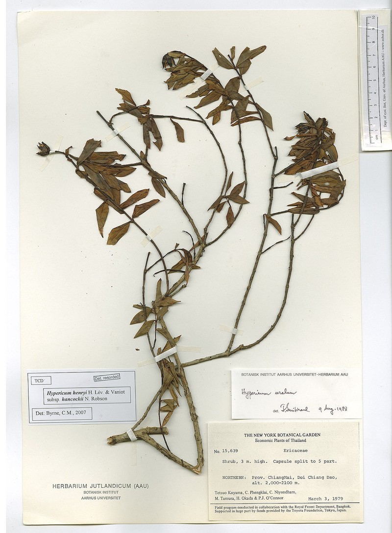 Hypericum henryi subsp. hancockii photo 4