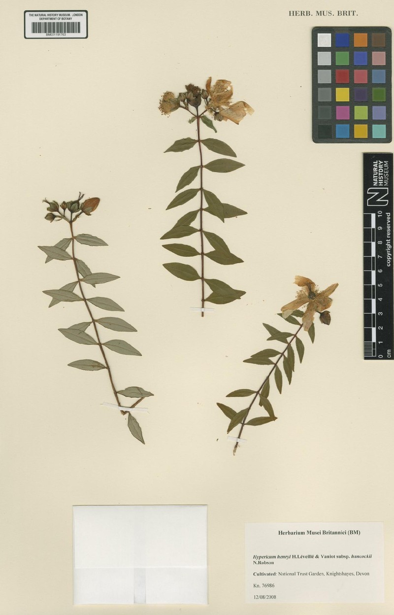 Hypericum henryi subsp. hancockii photo 5