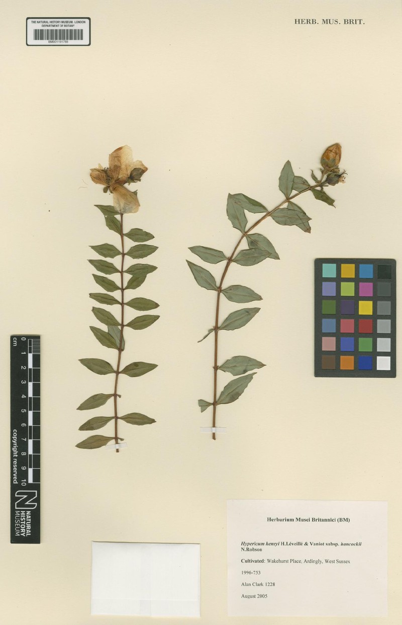 Hypericum henryi subsp. hancockii photo 6