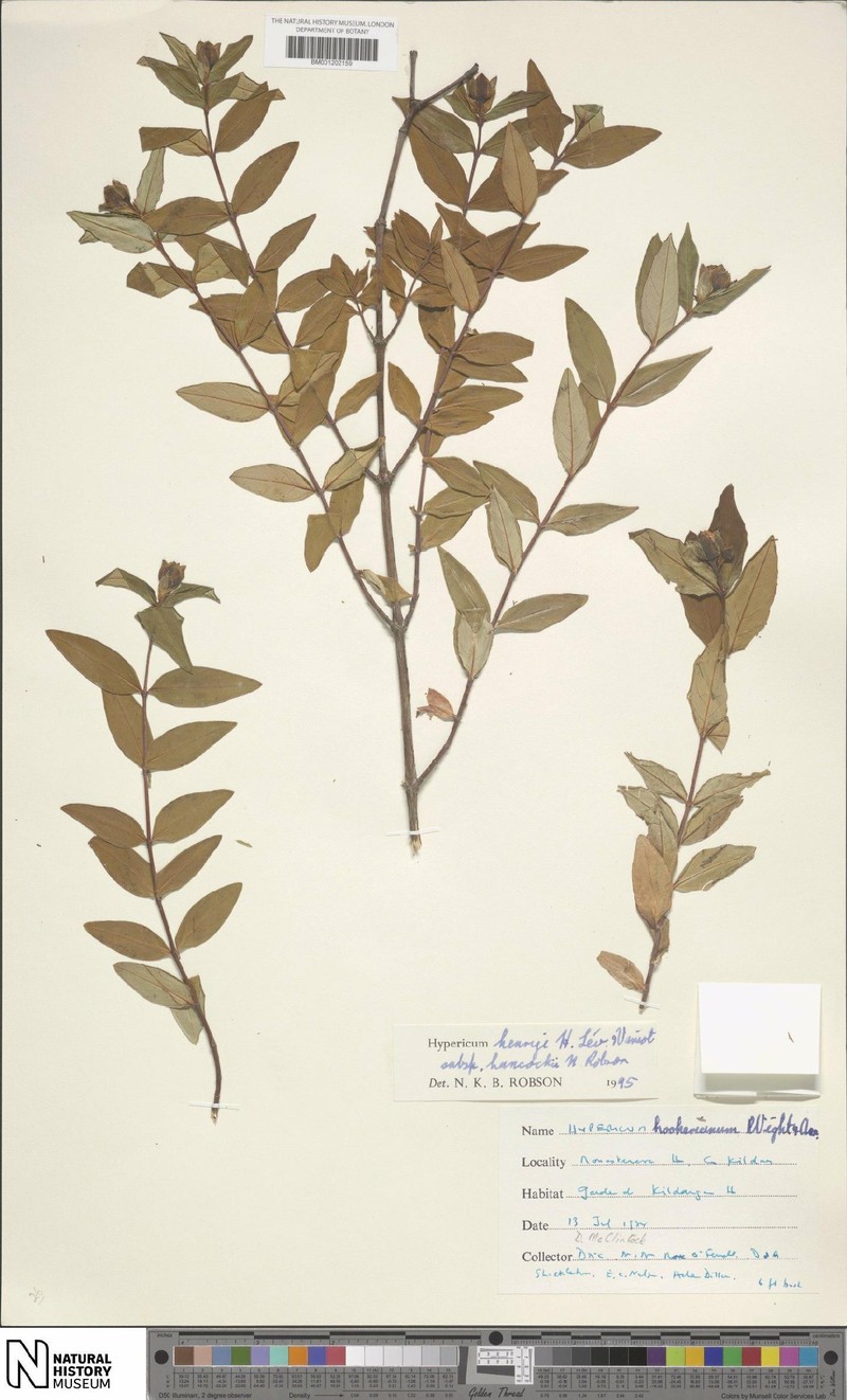 Hypericum henryi subsp. hancockii photo 7