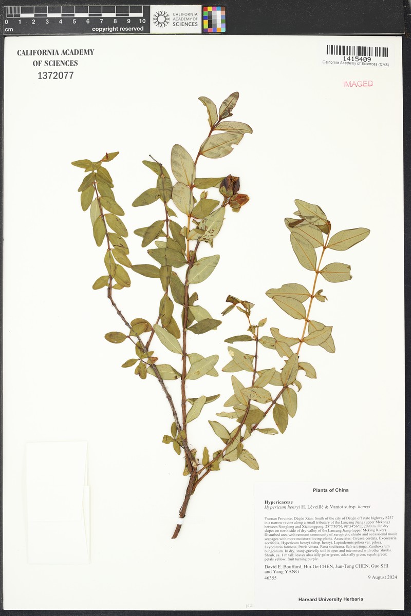 Hypericum henryi subsp. henryi