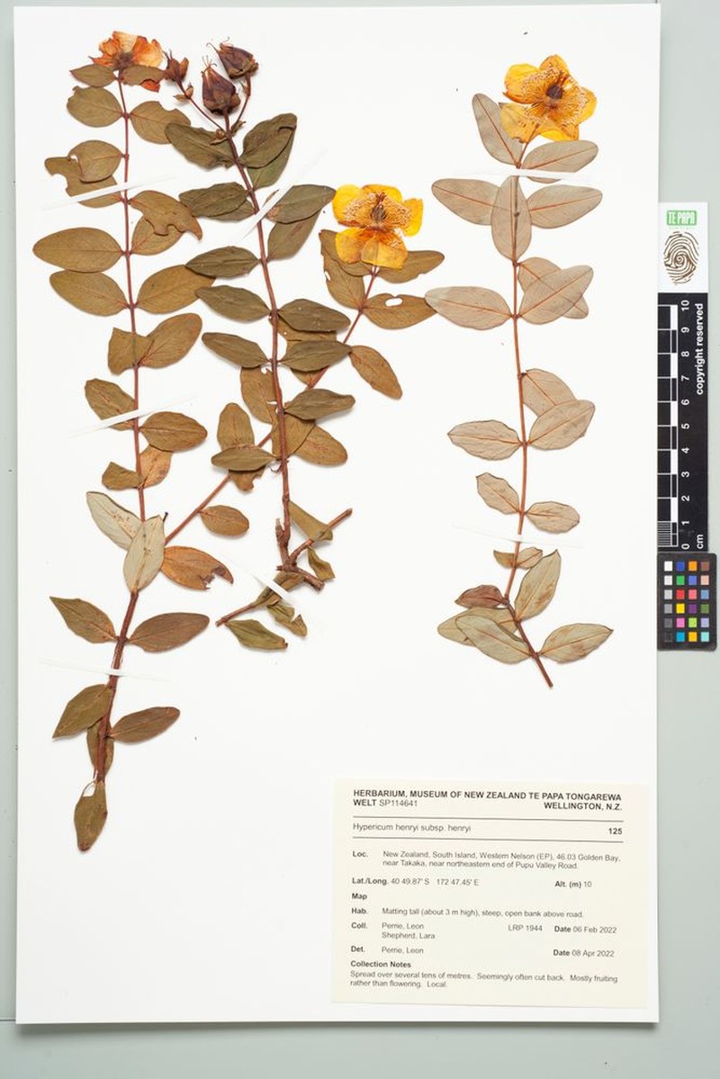 Hypericum henryi subsp. henryi photo 2