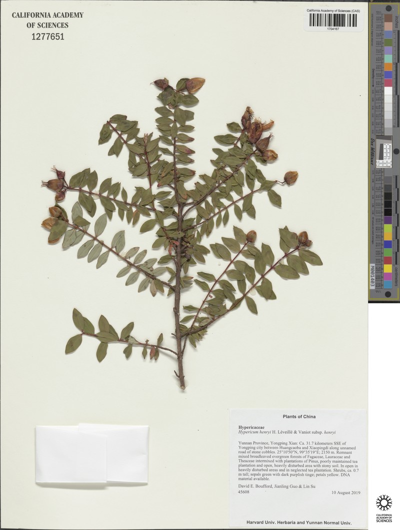 Hypericum henryi subsp. henryi photo 3