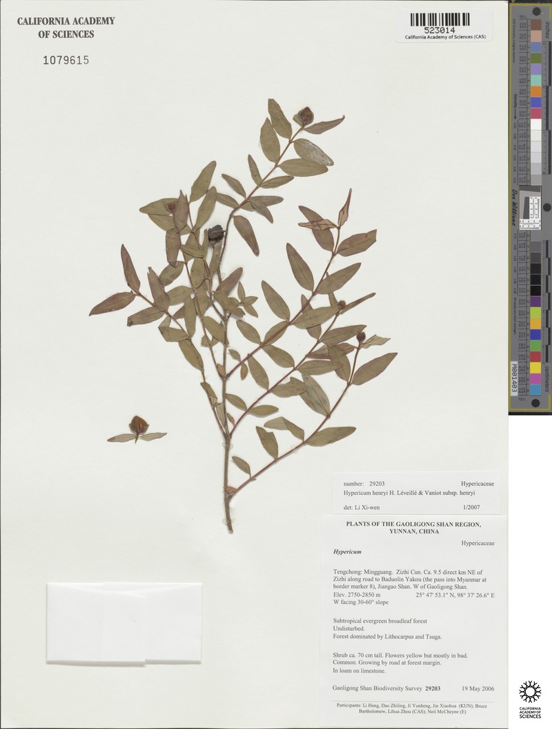 Hypericum henryi subsp. henryi photo 4